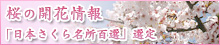 桜の情報