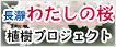 長瀞わたしの桜　植樹プロジェクト