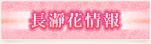 長瀞花情報
