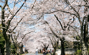 北樱大道漫步