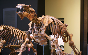 埼玉县立自然博物馆