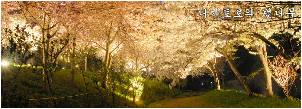 나가토로의 벚나무
