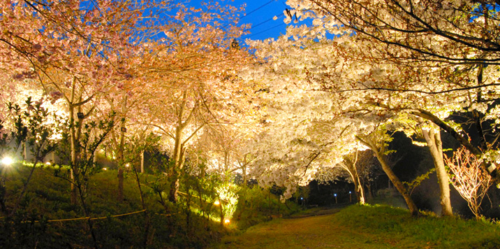 나가토로의 벚나무