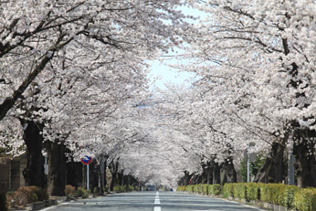 나가토로의 벚나무