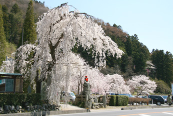 나가토로의 벚나무