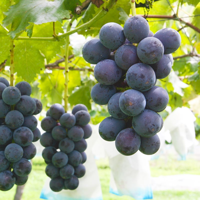 秋の味覚「ブドウ」の美味しい季節になりました♪ | とろみんネット