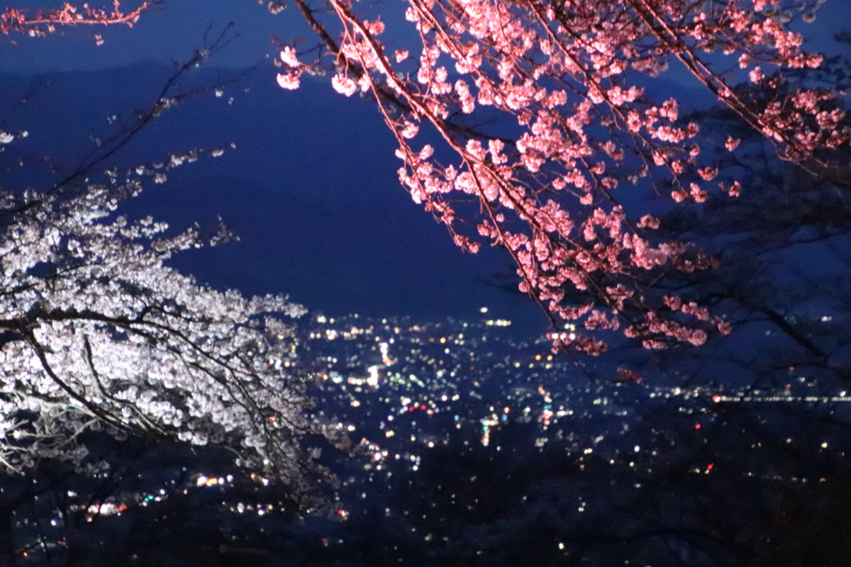 🌸【皆野地域】美の山公園桜のライトアップが始まりました！ | とろみ