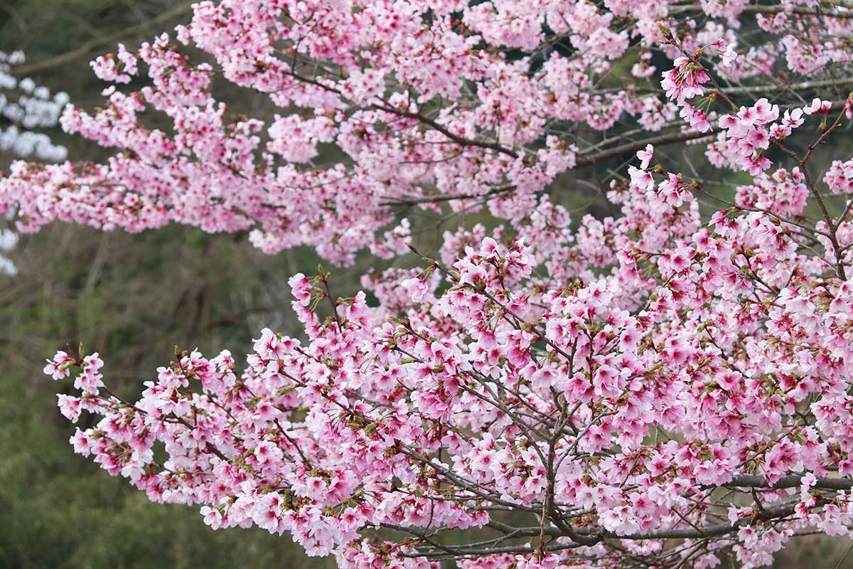 岩田桜
