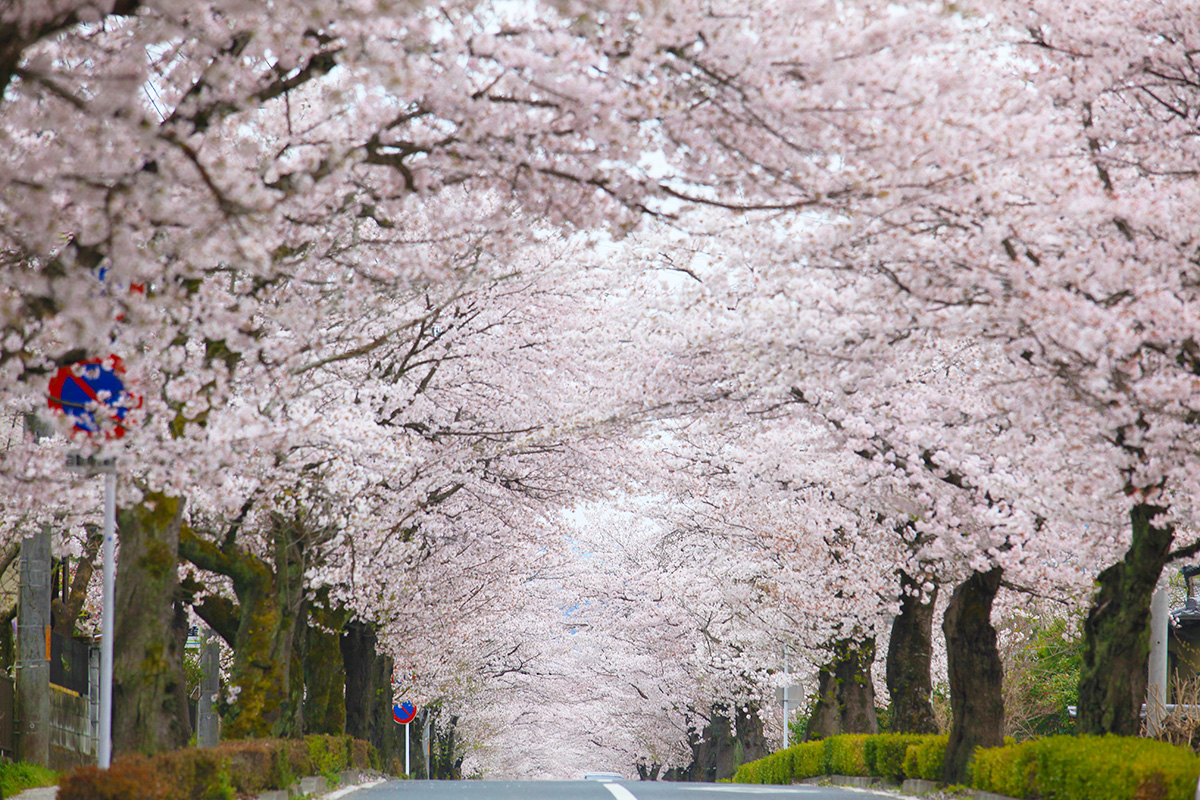 北桜通り（桜のトンネル）