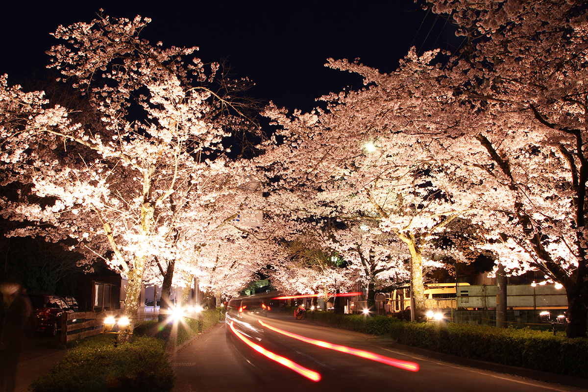 北桜通り（桜のトンネル）