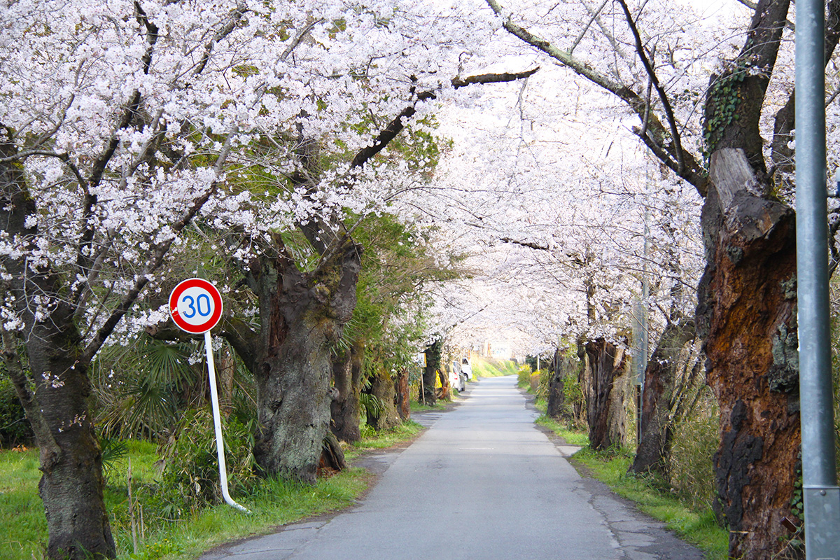 長瀞の桜 長瀞町観光協会公式サイト