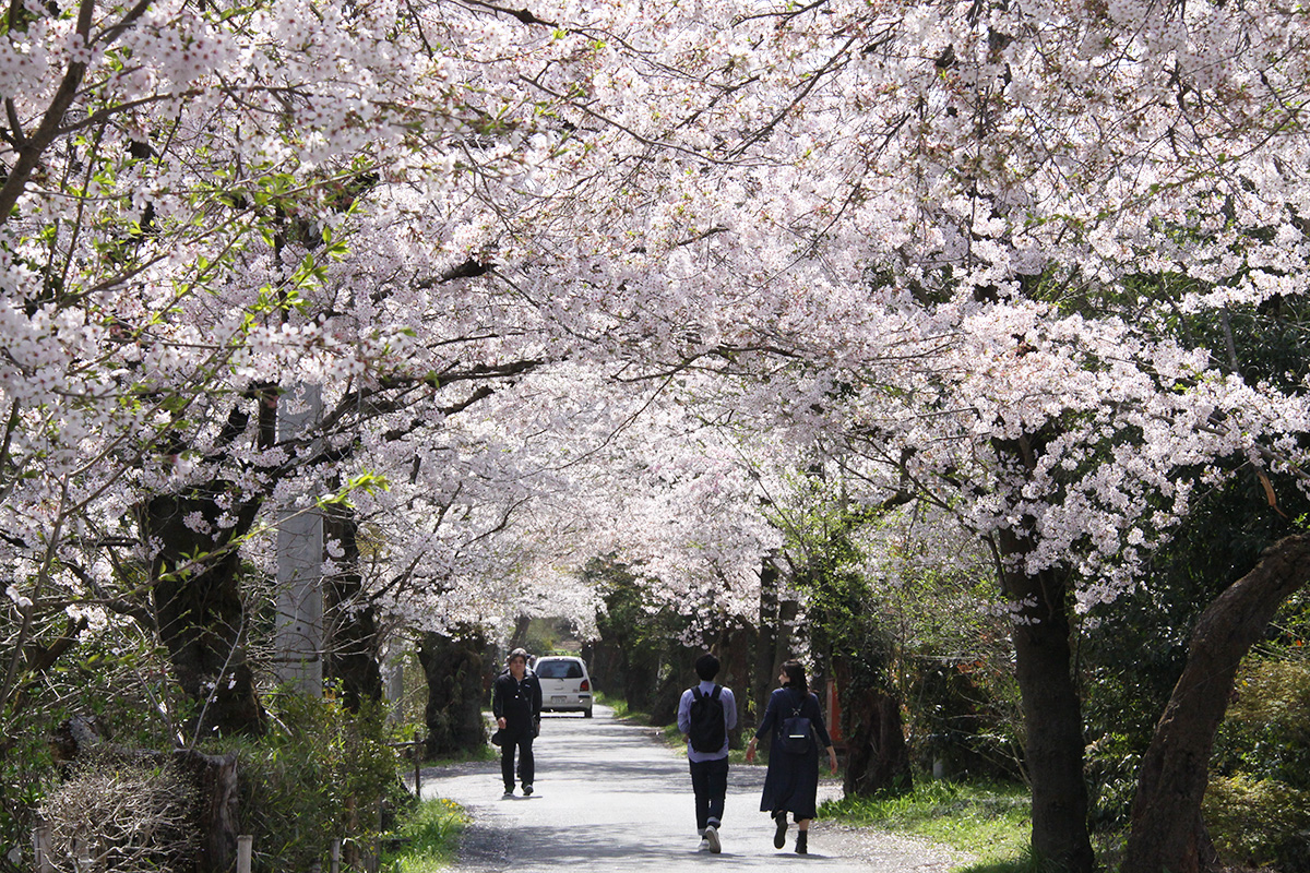 長瀞の桜 長瀞町観光協会公式サイト