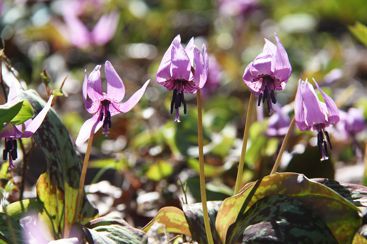 長瀞かたくりの郷 （長瀞町大字岩田・道光寺前）