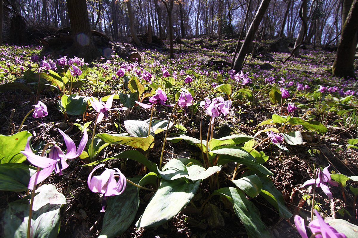 長瀞かたくりの郷 （長瀞町大字岩田・道光寺前）