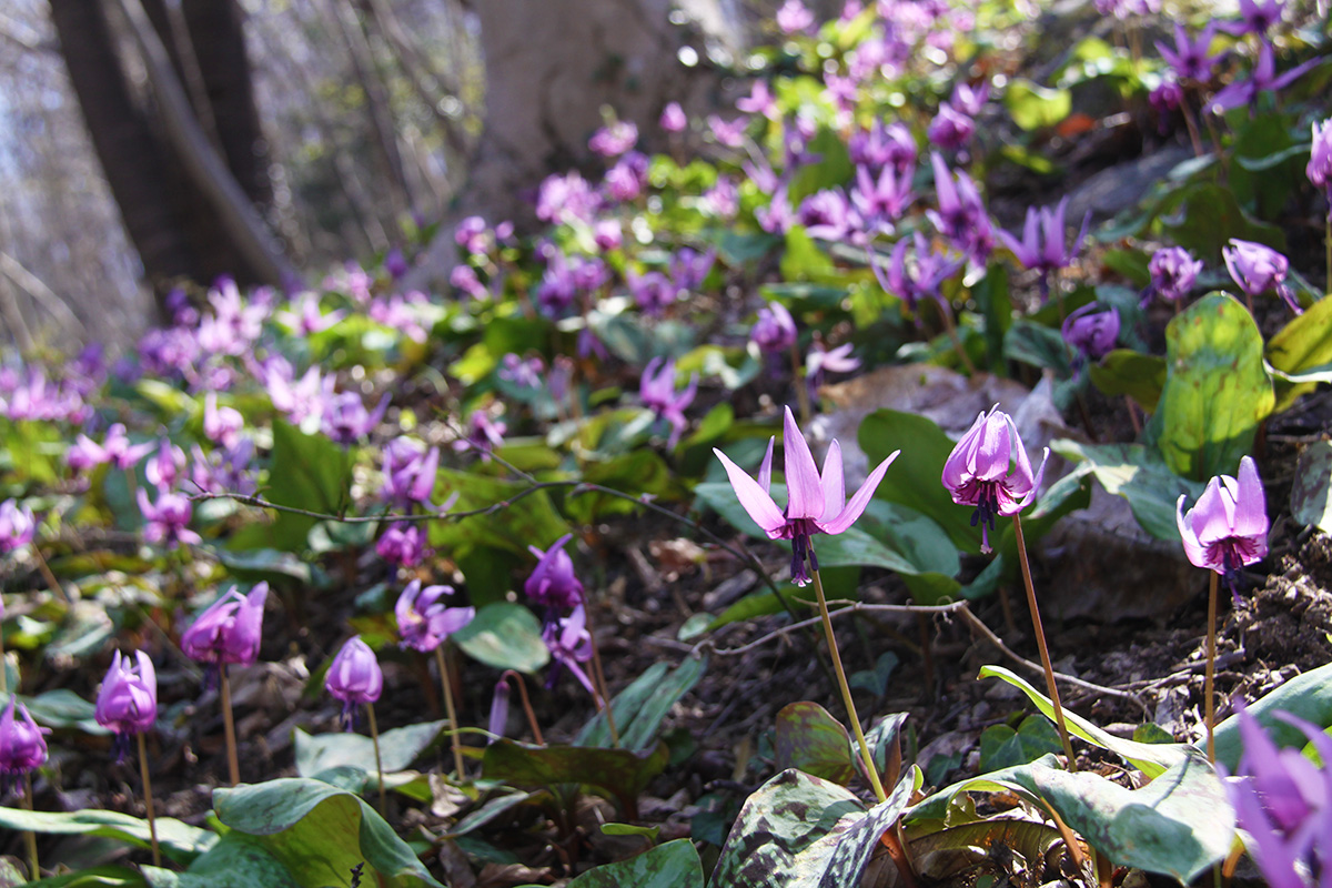 長瀞かたくりの郷 （長瀞町大字岩田・道光寺前）
