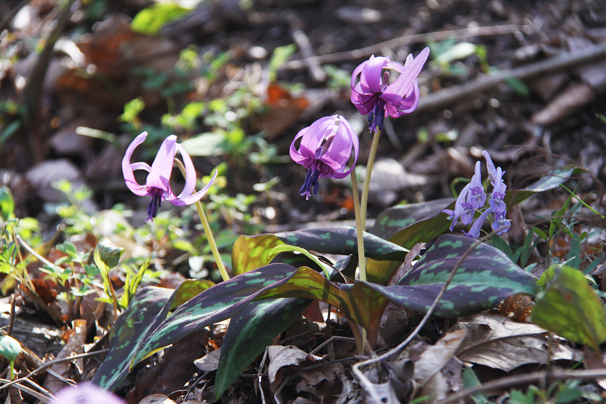 長瀞かたくりの郷 （長瀞町大字岩田・道光寺前）