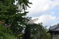 尾花アップ 尾花アップ