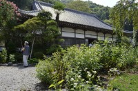 法善寺(藤袴) 法善寺(藤袴)