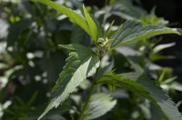 藤袴アップ 藤袴アップ