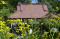 女郎花アップ 女郎花アップ