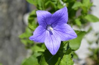 桔梗アップ 桔梗アップ