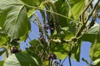 葛アップ 葛アップ