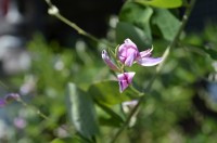 萩アップ 萩アップ