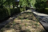 撫子アップ 撫子アップ