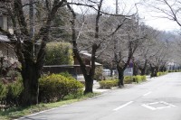 北桜通り　未開花
