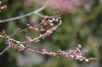 大手の桜エドヒガンザクラ　咲き始め