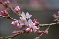 大手の桜