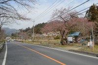 大手の桜