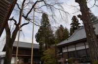 法善寺のシダレザクラ　未開花