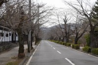 ソメイヨシノ　未開花