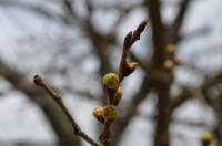 ソメイヨシノ　未開花