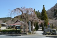 法善寺　咲き始め