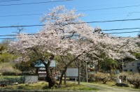 大手の桜①