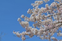 ①大手の桜