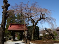 法善寺　咲き始め