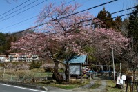 大手の桜　4分咲き