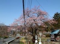 大手の桜