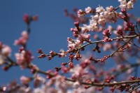 大手の桜