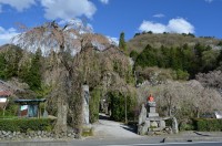 ②法善寺　散り始め