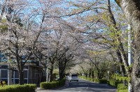 ③北桜通り　散り始め