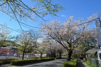 ③北桜通り