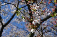 ④南桜通り　散り始め