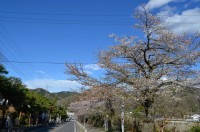 ⑤宝登山参道　散り始め