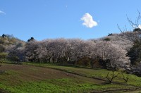 ⑥野土山　満開