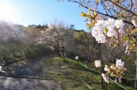 ⑦通り抜けの桜　2分咲き