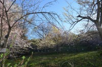 ⑦通り抜けの桜